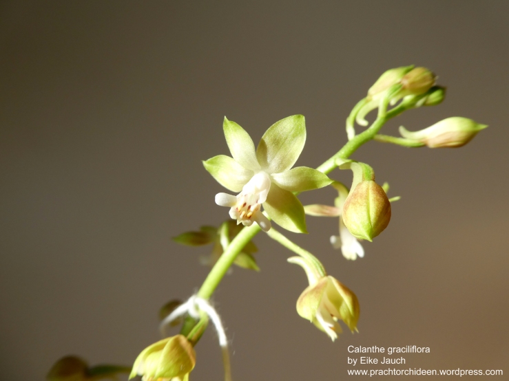 Calanthe graciliflora by Eike Jauch