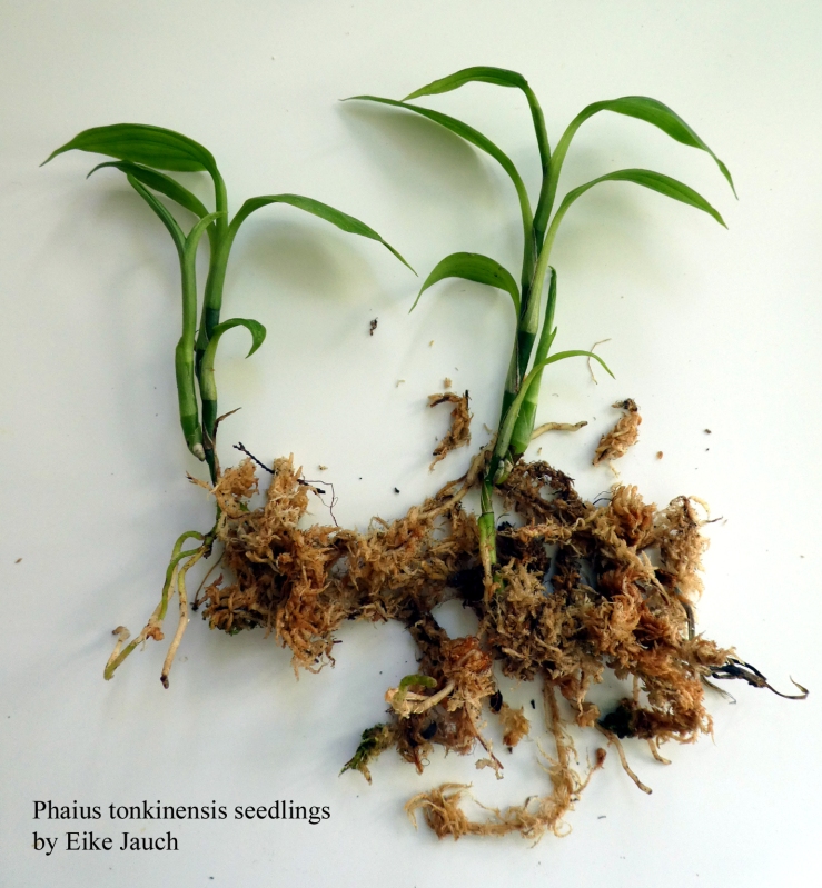 Phaius tonkinensis seedlings by Eike Jauch