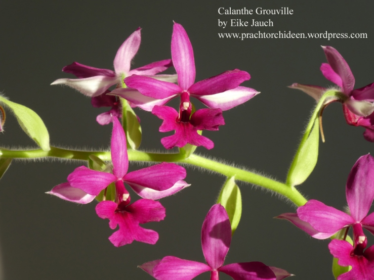 Calanthe Grouville by Eike Jauch