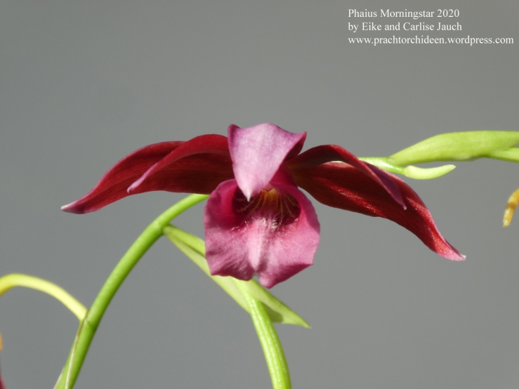Phaius Morningstar 2020 by Eike and Carlise Jauch