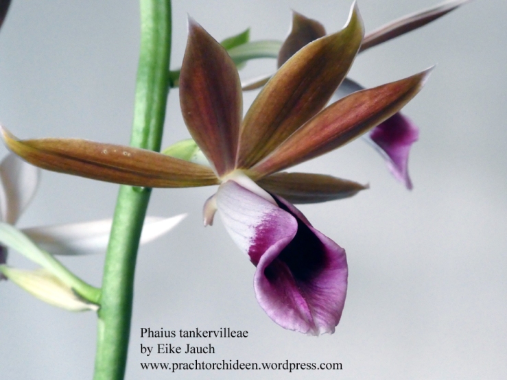 Phaius tabkervilleae from Indonesia by Eike Jauch