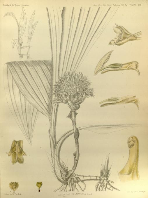 Calanthe densiflora