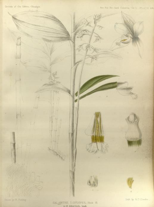 Calanthe gracilis