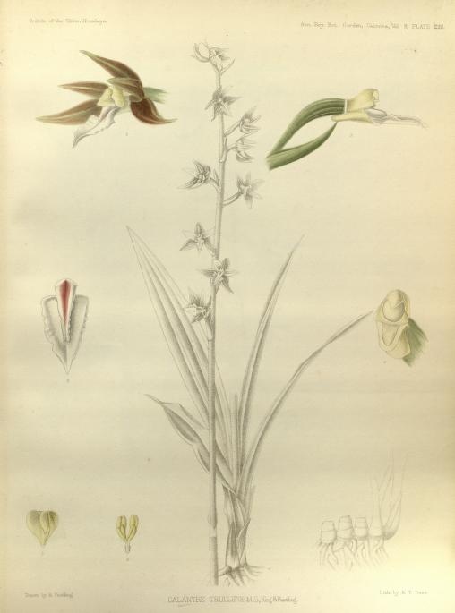Calanthe trulliformis